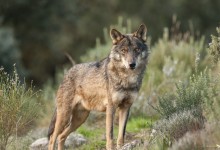 Alegaciones al Plan de Protección del Lobo