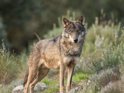 Alegaciones al Plan de Protección del Lobo