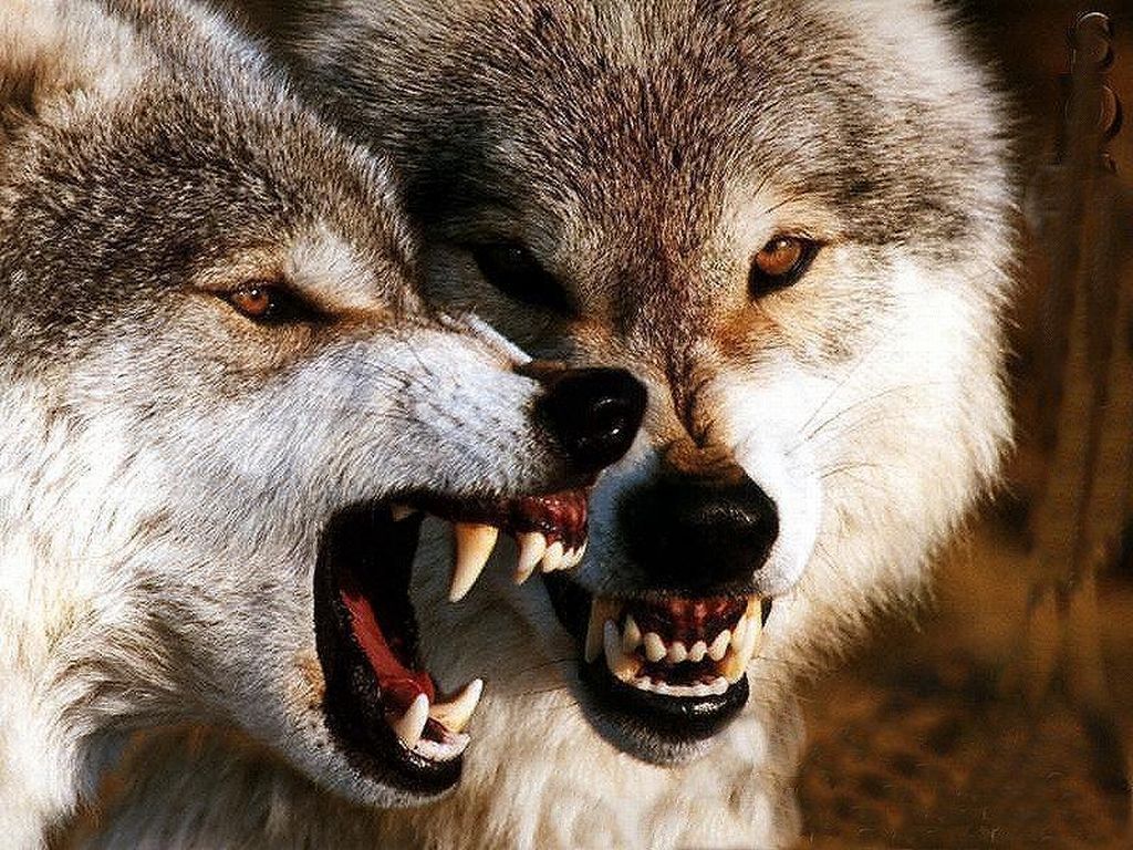 Posición alfa, dominancia y división del trabajo en las manadas de lobos