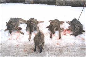 matanza lobos