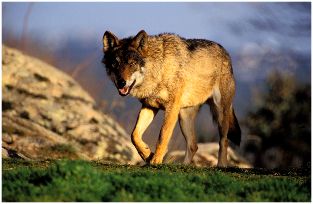 Los ayuntamientos piden que se retomen las batidas de lobos en los Picos