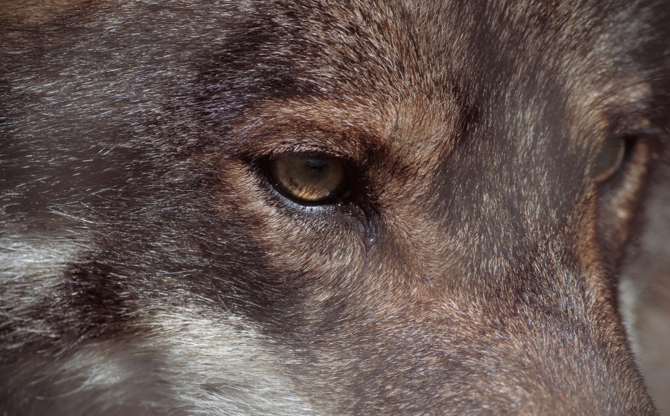ojos lobo
