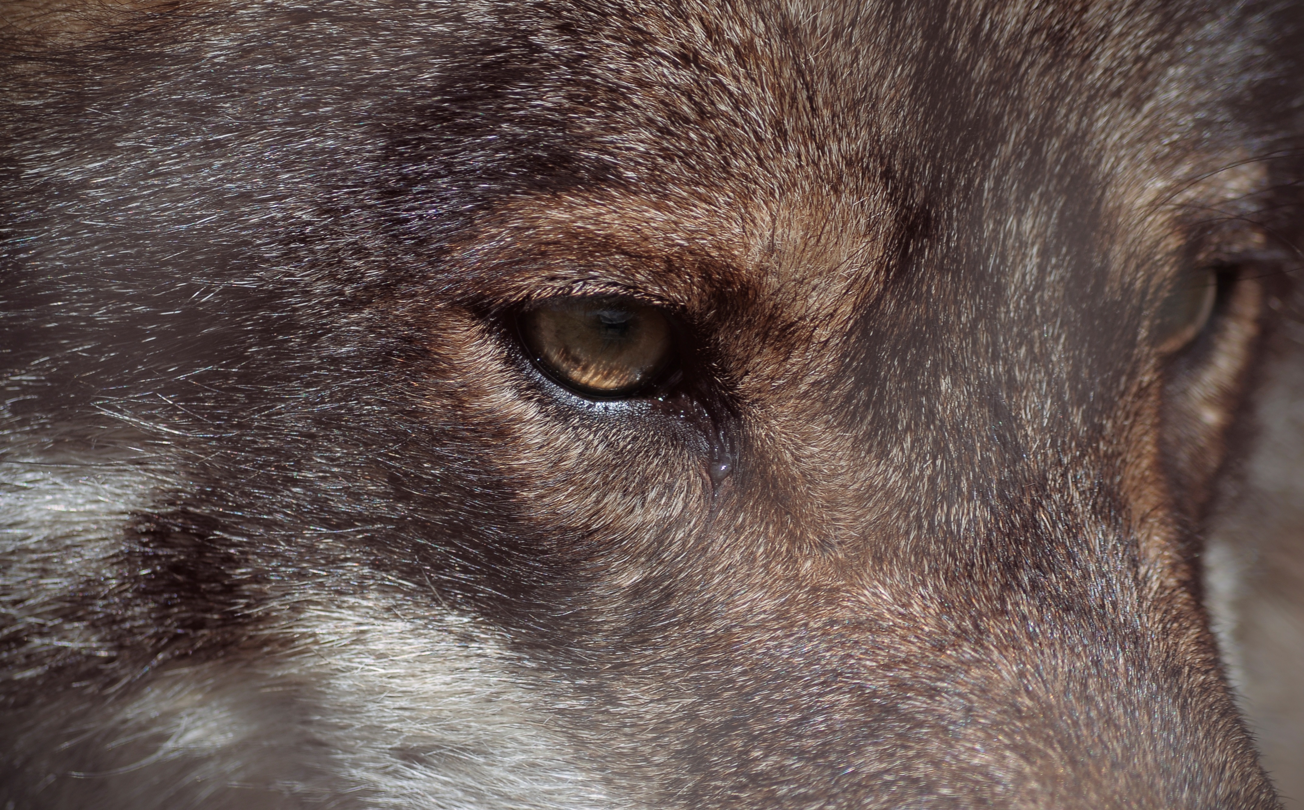 Las causas del antagonismo entre el hombre y el lobo