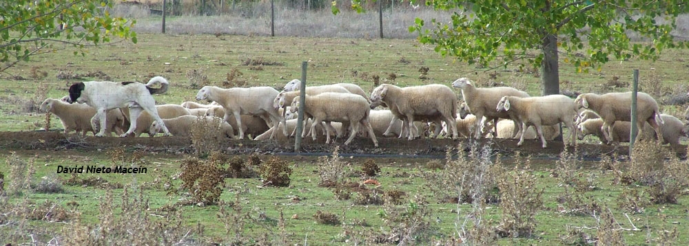 ovejas y mastín