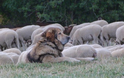 mastin-leones-guarding-sheep-in-San-Emiliano-Babia