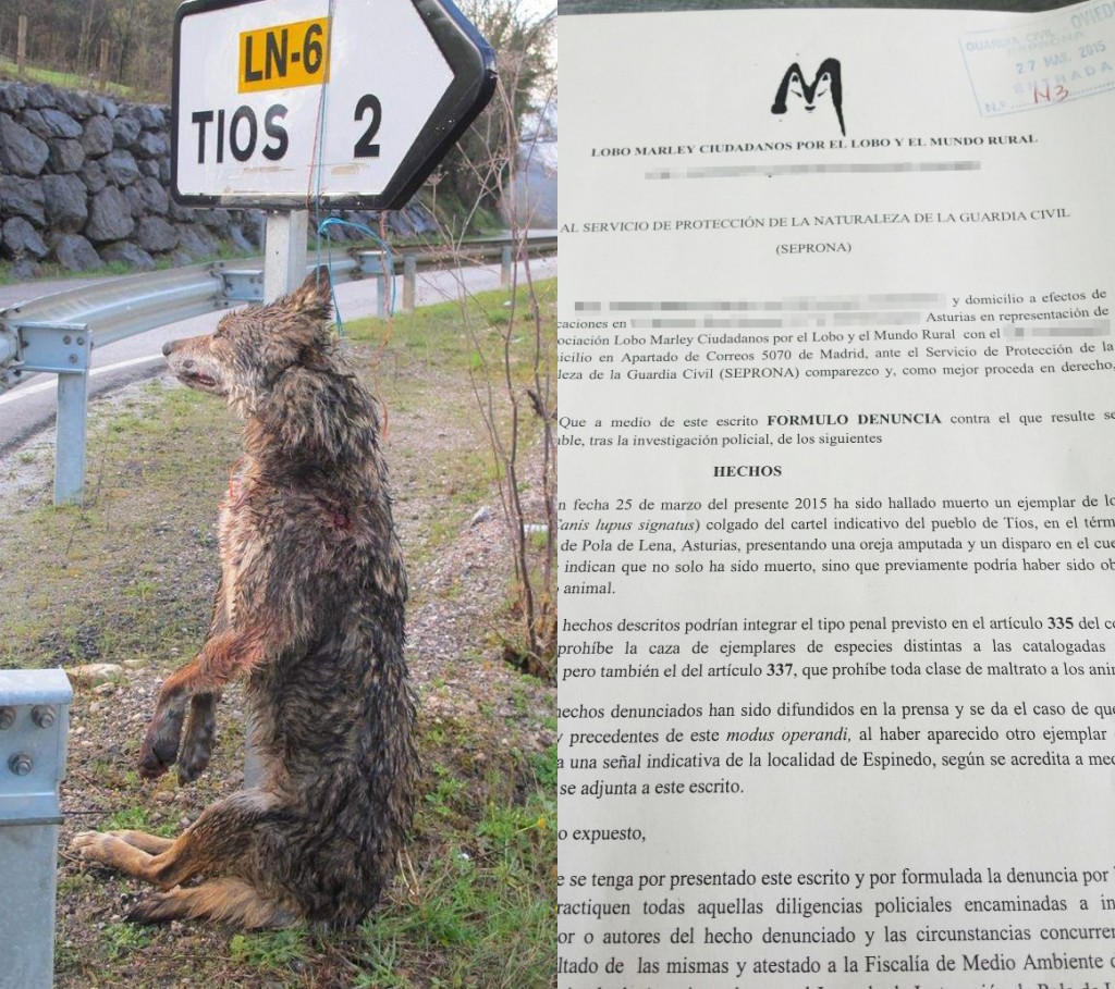 Denuncia lobo colgado Lobo Marley Asturias