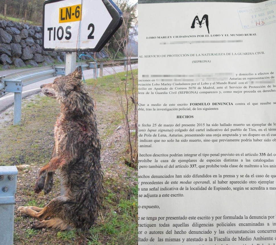 Denuncia lobo colgado Lobo Marley Asturias