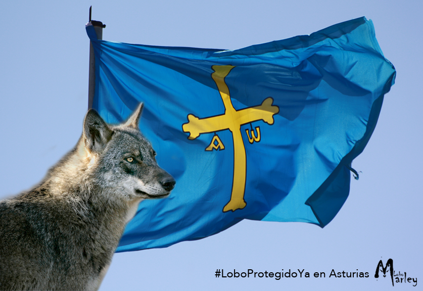 Asturias Lobo2016