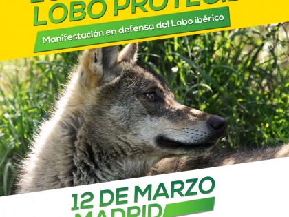 Manifestación en defensa del Lobo ibérico 2017